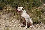 BOULEDOGUE AMERICAIN 419